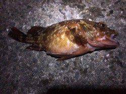 加太大波止内側の切れ目を探ってガシラゲット