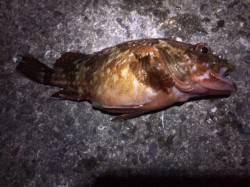 加太大波止内側の切れ目を探ってガシラゲット…