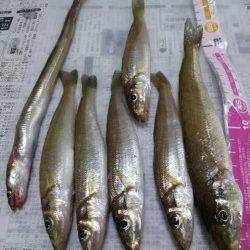 70mオーバーにのみキスきました！初夏のキス釣り最高♪