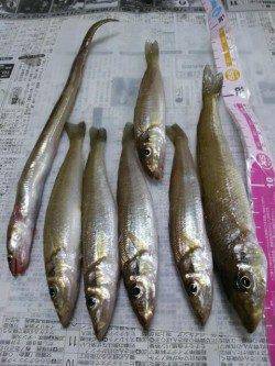 70mオーバーにのみキスきました！初夏のキス釣り最高♪