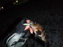 激渋でメバル20cmほどを1尾〜りんくう周辺メバリング