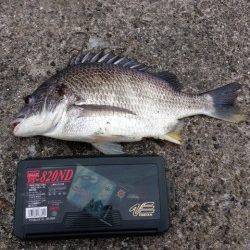 高砂埋立地でチヌのぶっこみ釣り、43cmをキャッチ！