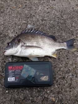 高砂埋立地でチヌのぶっこみ釣り、43cmを…