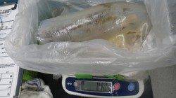 椿のヤエン釣りでアオリイカ〜1.63kg5ハイ！