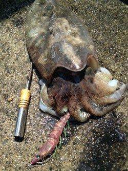 西三松でコウイカ狙いでサーフエギング〜1900gのカミナリイカ