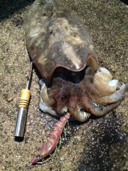 西三松でコウイカ狙いでサーフエギング〜19…