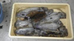 アオリイカ1.59ｋまでを７ハイ☆江住での…