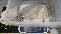 堺漁港、デイエギングでアオリがヒット！