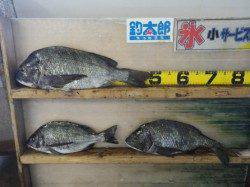 天神崎　フカセでチヌ最大48.3cm