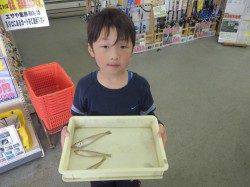 埴田漁港　ちょい投げでキスの釣果