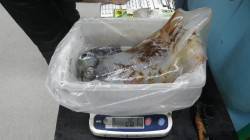 2キロオーバーの大物アオリ！すさみ漁港エギ…