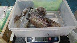 すさみ　エギングでアオリイカ2ハイの釣果