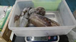 すさみ　エギングでアオリイカ2ハイの釣果