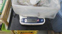 串本の和深にてアオリイカ1.44kg&1.41kg