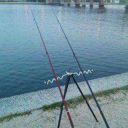 武庫川河口でブッコミ釣り　見事キビレ4枚