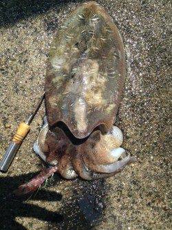 西三松でコウイカ狙いでサーフエギング〜1900gのカミナリイカ