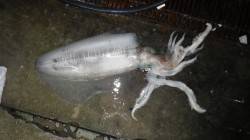 堺漁港グラウンド横 エギングで1775gの…