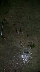 堤防際ボトム攻めでガシラ&メバル〜東二見人工島メバリング