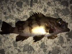 貝塚メバリング、アタリ多くポツポツ釣れるが…