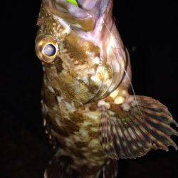 岸和田のボトムワインドでガシラの釣果