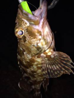 岸和田のボトムワインドでガシラの釣果