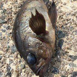 須磨　落とし込みでガシラ・メバル・アブラメ