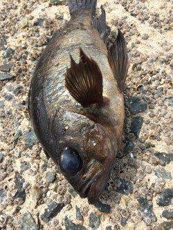 須磨　落とし込みでガシラ・メバル・アブラメ