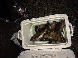 フロートリグでアタリ連発！須磨でメバリング