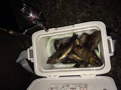 フロートリグでアタリ連発！須磨でメバリング…