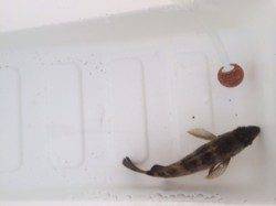 岸和田周辺デイメバリング、海藻の隙間を狙いなんとかゲット