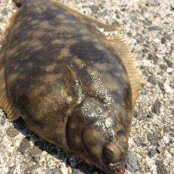 須磨にて投げで念願のカレイ☆ガシラ・アイナメは安定の釣果