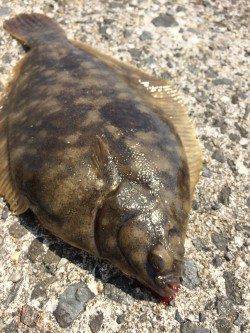 須磨にて投げで念願のカレイ☆ガシラ・アイナメは安定の釣果