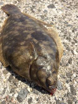 須磨にて投げで念願のカレイ☆ガシラ・アイナ…