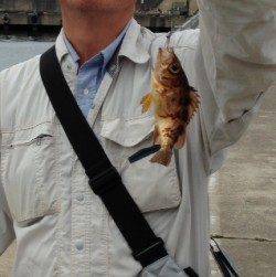 香住で父との久々のメバリング釣行