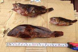 東二見で探り釣りでアイナメ・ガシラ、夕ご飯になるサイズをGET