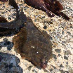 須磨の投げ釣り&落とし込みでガシラ・カレイ・アイナメ