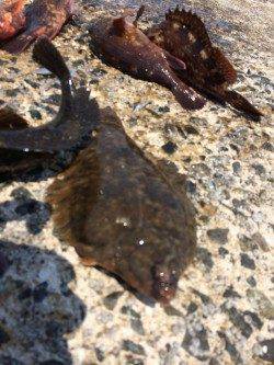 須磨の投げ釣り&落とし込みでガシラ・カレイ・アイナメ