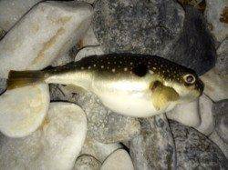 りんくうでのメバリング釣果