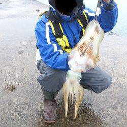 ヤエンシーズン真っ只中を実感！ 南塩谷で0.8〜2.0kgのアオリイカ