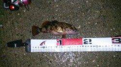 堤防際ボトム攻めでガシラ&メバル〜東二見人工島メバリング