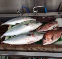 和歌山マリーナシティ海洋釣り堀 ブリ・メジ…