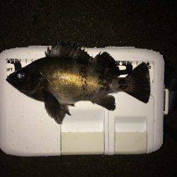 雨で激シブのなか中層で26cmブルーバック〜志筑でメバリング