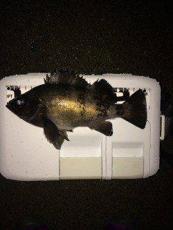 雨で激シブのなか中層で26cmブルーバック〜志筑でメバリング