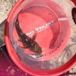 東二見で探り釣りでアイナメ・ガシラ、夕ご飯になるサイズをGET