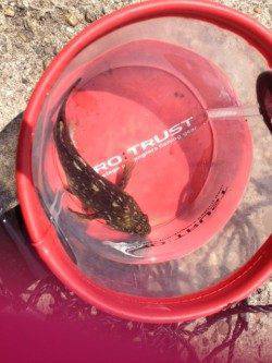 東二見で探り釣りでアイナメ・ガシラ、夕ご飯になるサイズをGET