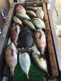 マリーナシティ海洋釣り堀でシマアジ・タイ・…