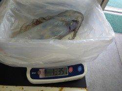 田辺エビス漁港でエギング、アオリイカ&コウイカの釣果