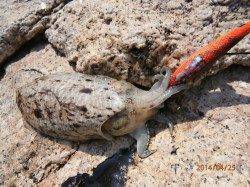 のっこみには水温低いが下見がてらのエギング釣行〜コウイカ君でした