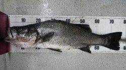 アオリイカ1.59ｋまでを７ハイ☆江住でのヤエン釣り