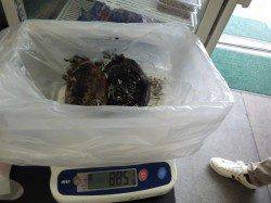 田辺エビス漁港でエギング、アオリイカ&コウイカの釣果